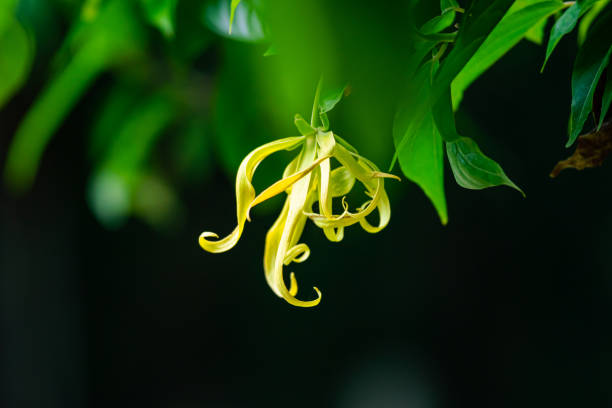 Blooming greenish-yellow ylang-ylang flower hanging in a tree. Blooming greenish-yellow ylang-ylang flower or cananga flower or fragrant cananga flower with leaves hanging in a tree. ylang ylang stock pictures, royalty-free photos & images