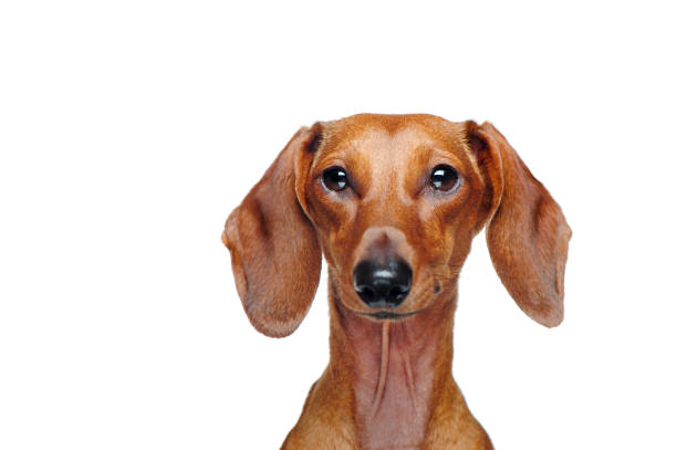 istock Dachshund dog isolated on white background closeup picture 1429049920