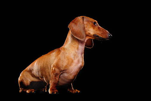 Dachshund dog looking to the side to the copy space area