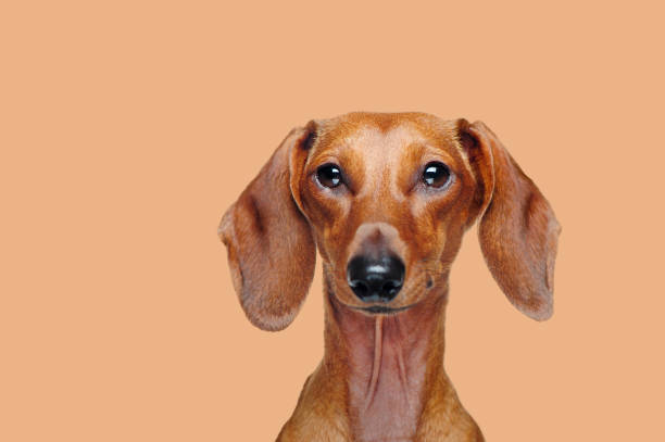istock Dachshund dog stdio shot against beige background 1429049953