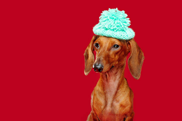istock Dachshund in a pompon beret looking to the red background 1429049966