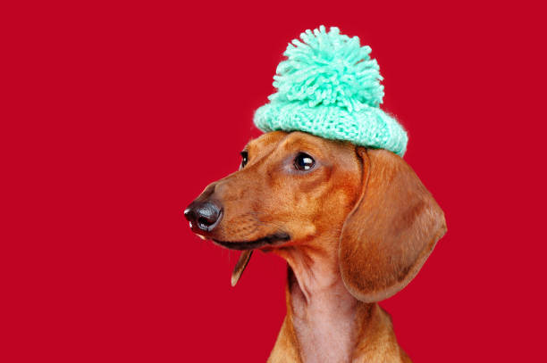 istock Dachshund wearing beret with pompon looking to the side against red background 1429049972