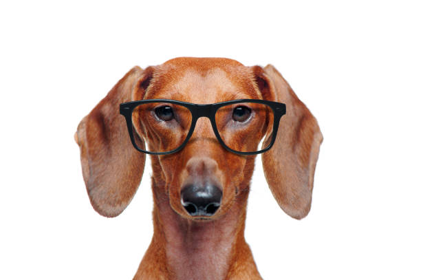 istock Dachshund wearing glasses isolated on white 1429049985