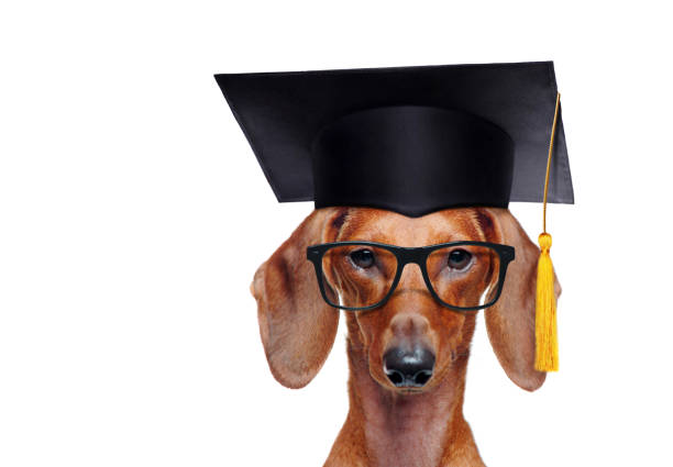 istock Headshot of a dachshund wearing mortar board hat 1429050035
