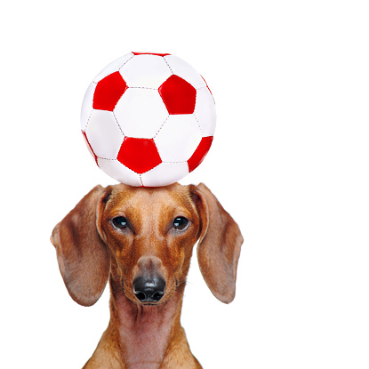 Portraif of a dachshund holding football ball on the head