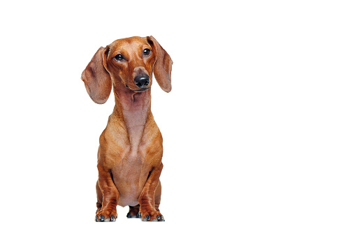 Pront view full length portrait of a pretty dachshund dog