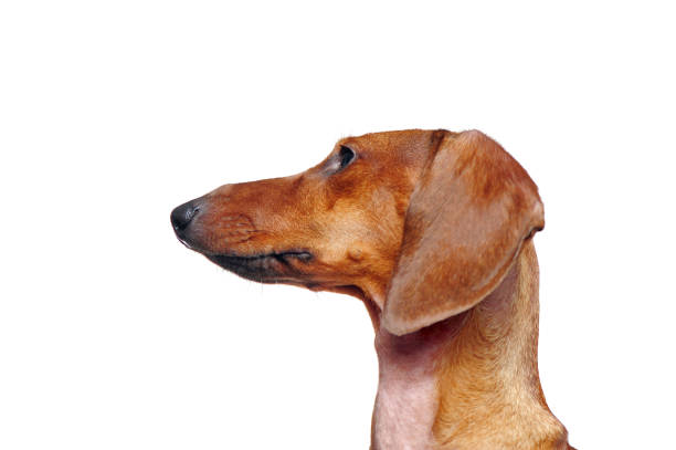 istock Side view portrait of a dachshund dog 1429050171