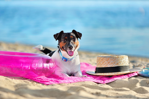 Happy smiling jack russel terrier at the beach