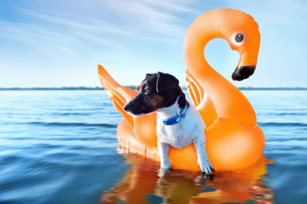 istock Jack russel terrier having rest on the orange rubber swan 1429052089