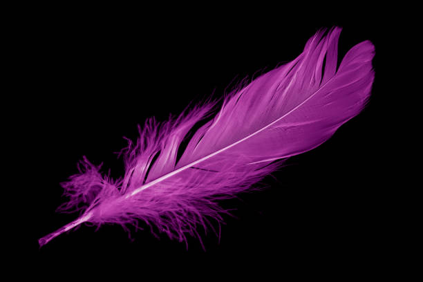 istock violet feather goose on a black isolated background 1429052176