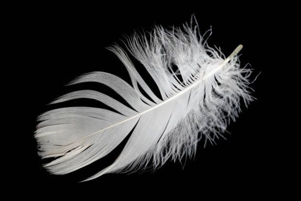 istock white feather of a goose on a black background 1429052188