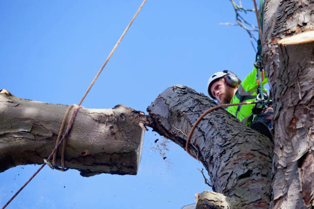 istock Section Felling of a Diseased Tree by Tree Surgeon 1429052846