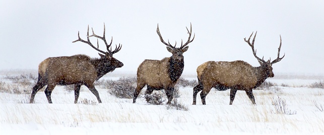 Three bill elk in snow
