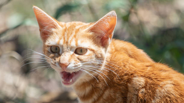 istock A vicious little orange cat 1429053685