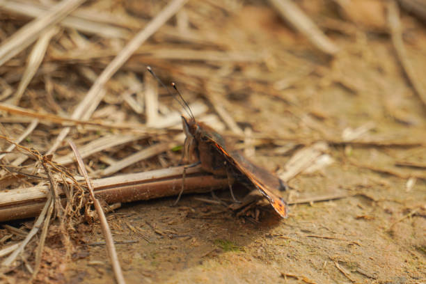 Beautiful butterfly on the ground 3