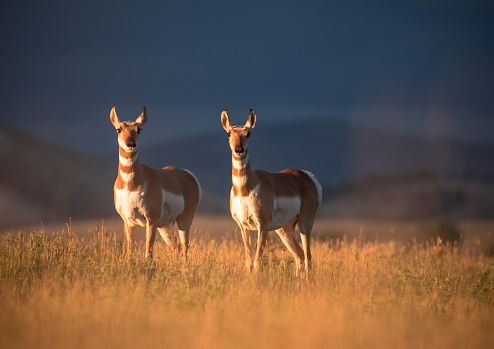 Two antelope at sunset