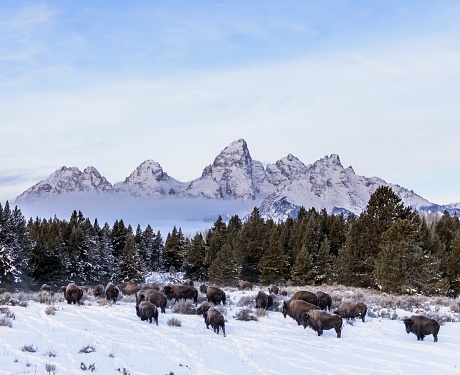 Bison grazing in front of Tetons