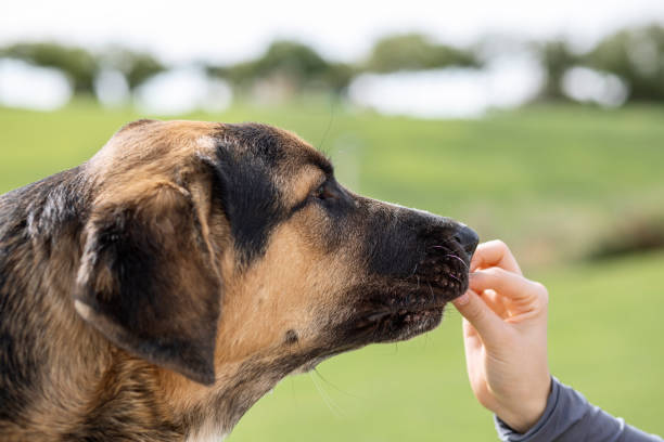 istock puppy mastiff spanish, receiving training award 1429054630