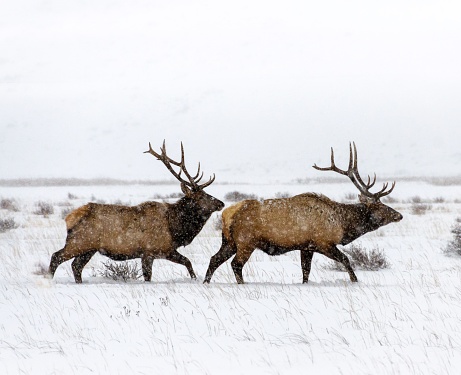 Two bull elk in snow