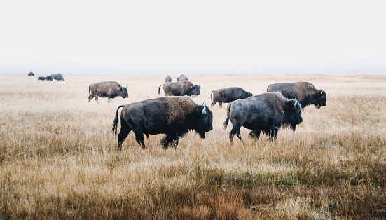 female bison isolated on white background