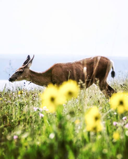 istock Deer in flowers 1429055060