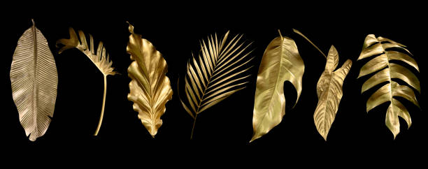 istock Tropical leaves gold and black, can be used as background(Monstera,palm,coconut)fernclipping path 1429055132