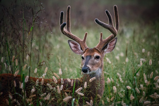 Deer in the weeds