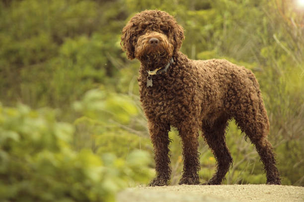 Lagotto Romagnolo purebred dog portrait Pure Lagotto Romagnolo Italian dog breed portrait lagotto romagnolo stock pictures, royalty-free photos & images