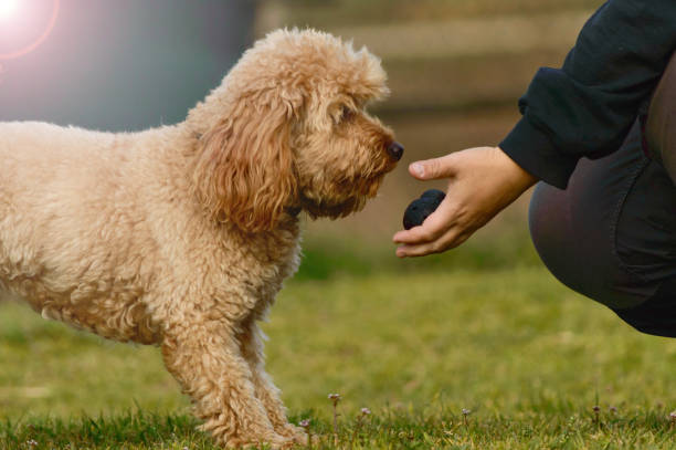 istock Poodle dog and owner training outdoor 1429056485