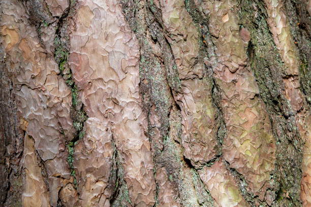 Close-up of the bark on Pinus Sylvestris tree