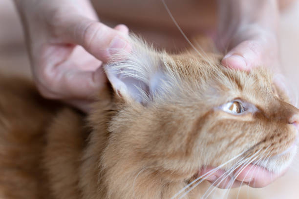 istock Fur of cat ear,close up. 1429061365