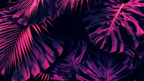 Tropical leaves, light and shadow of palm and monstera foliage, purple color toned