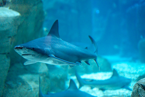 Fishes in hotel aquarium - Shark