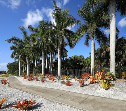 Tall royal palm trees make a dramatic contrast with orange Aechmea blanchetiana bromeliads growing below in Naples. Florida, USA.