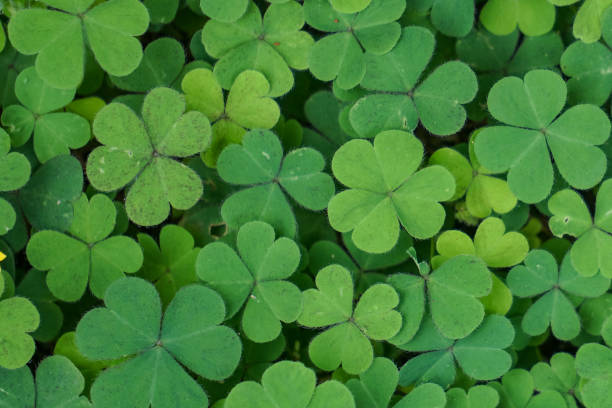 istock Clover plant leaves 1429072707