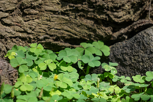 The leaves of the clover plant or Marsilea crenata Presl in the Latin name