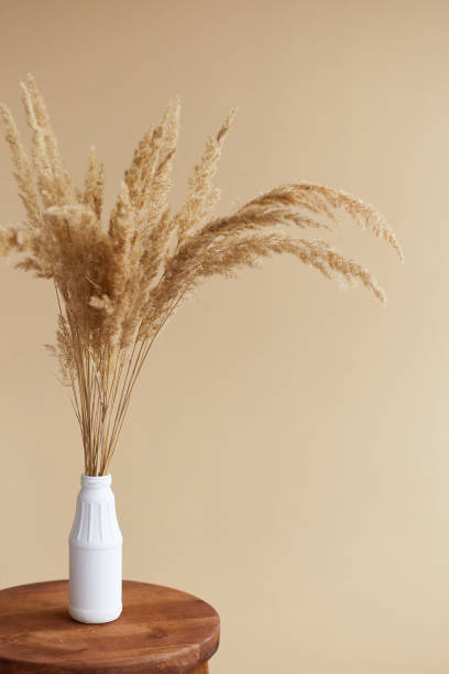 istock Branches of pampas grass in vase on beige background. interior decoration. copy space 1429074231