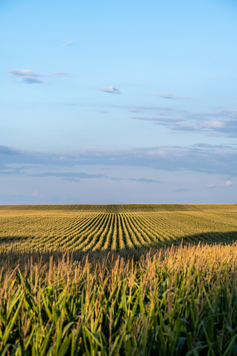 Field of Corn