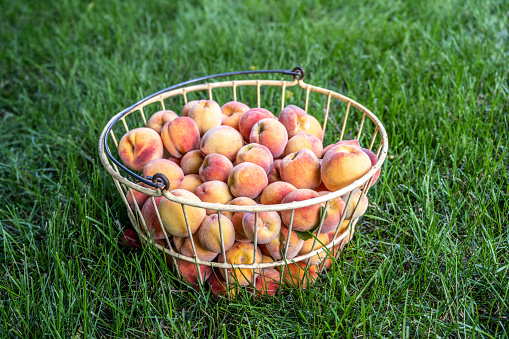 Fresh picked peaches in a basket with a grass background.