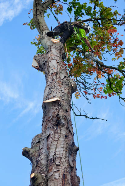 istock Tree Surgeon Cuts Crown of Diseased Chestnut Tree 1429075869