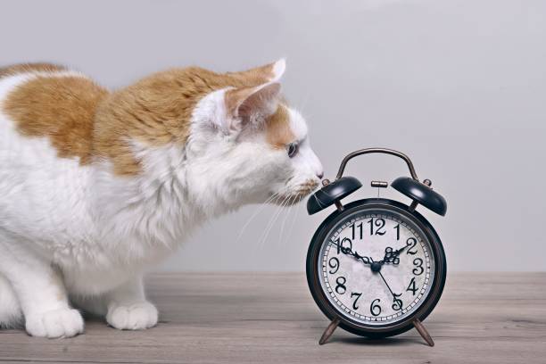 lindo gato atigrado que parece curioso a un despertador retro sobre la mesa. - reloj cuco fotografías e imágenes de stock