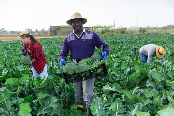 istock Afro american farmer picking organic broccoli in crates 1429080703