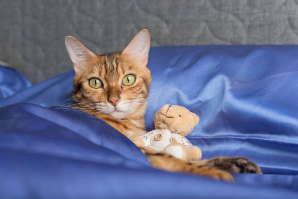 istock Domestic cat hugs a teddy bear in bed. 1429080935