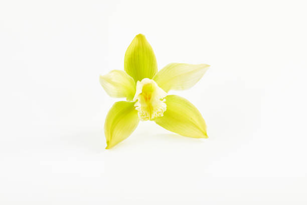 istock Cymbidium orchid flower on white background 1429081169