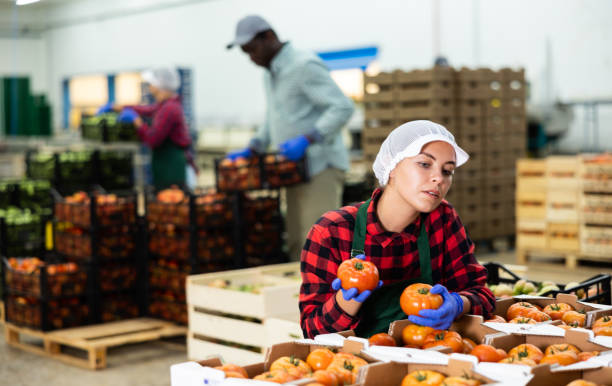 istock Young farmer woman inspects freshly picked tomatoes 1429081565