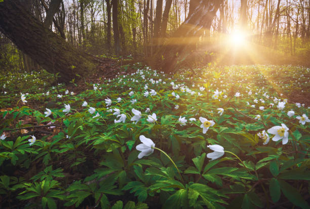 istock Adonis flowers in a light of sunset 1429081664