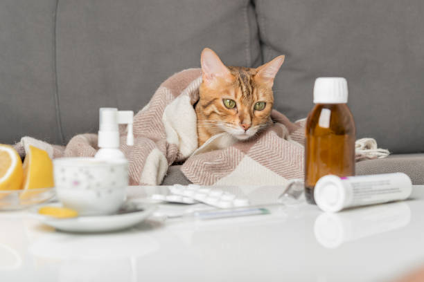 담요에 싸인 소파에있는 아픈 고양이. 독감이나 코로노 바이러스 증상이있는 어린 고양이가 집에서 치료를받습니다. - illness pets symptoms blanket 뉴스 사진 이미지