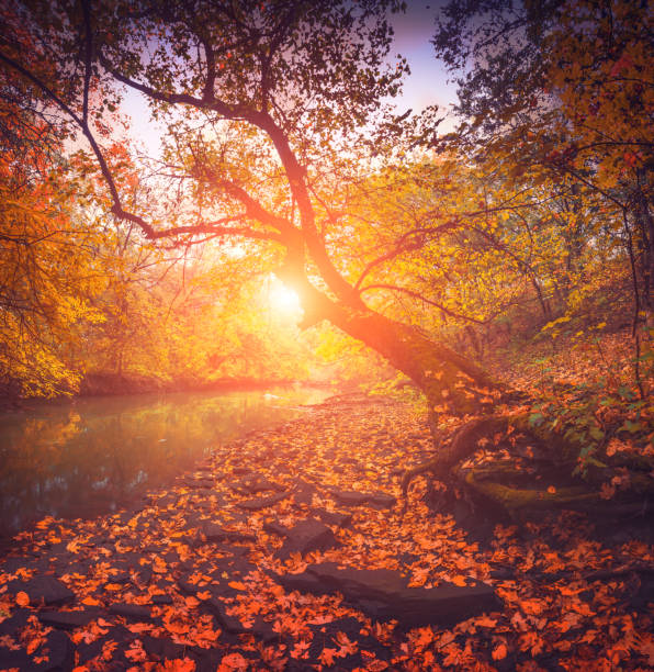 istock Autumn forest with old mapple trees above the river 1429082140