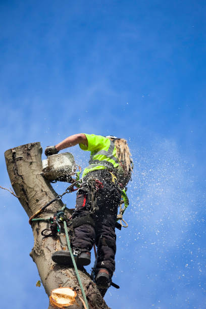 istock Felling Diseased Horse Chestnut Tree by Tree Surgeon 1429084449