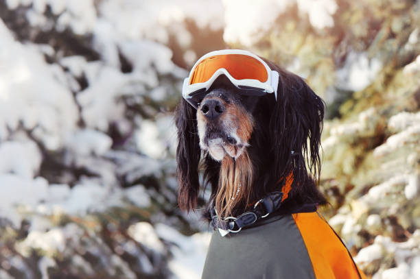 istock Setter wearing ski outfit against snowy forest 1429084810